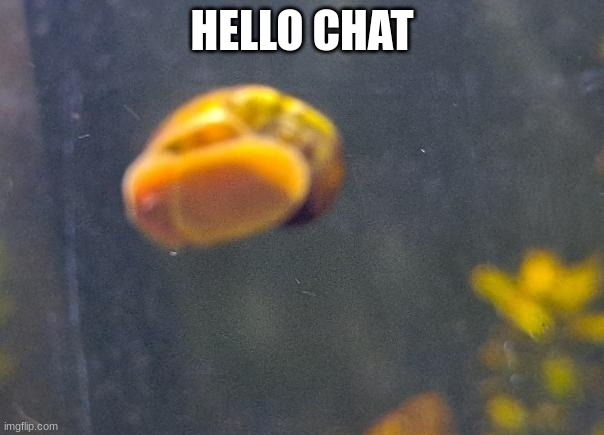 epic snail1!!11!11!!11 | HELLO CHAT | image tagged in epic snail1 11 11 11 | made w/ Imgflip meme maker