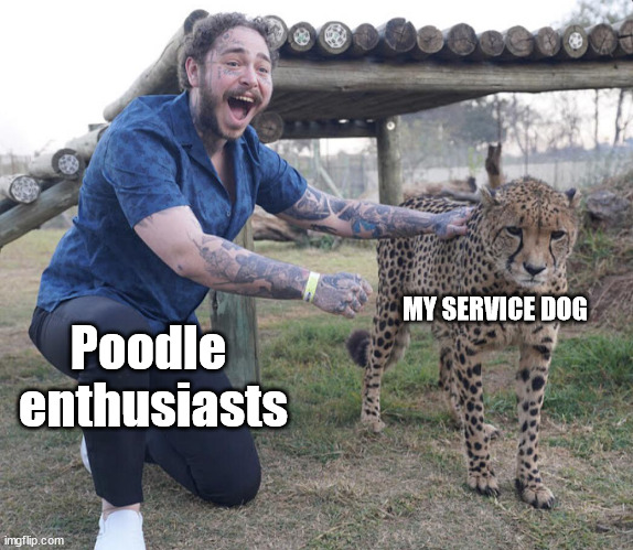 Post Malone Cheetah | MY SERVICE DOG; Poodle  enthusiasts | image tagged in post malone cheetah,poodle,service dog | made w/ Imgflip meme maker