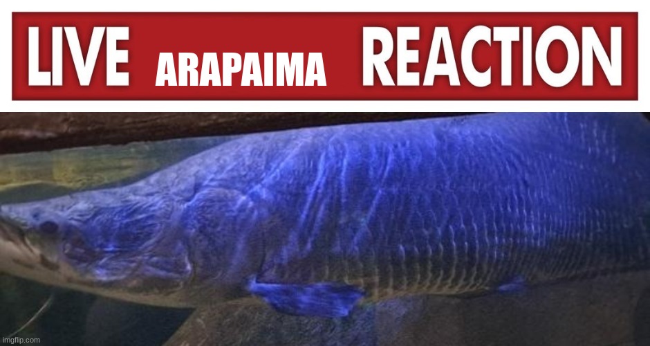 live arapaima reaction | image tagged in live arapaima reaction | made w/ Imgflip meme maker