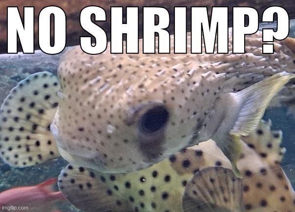 No Shrimp? | image tagged in no shrimp | made w/ Imgflip meme maker