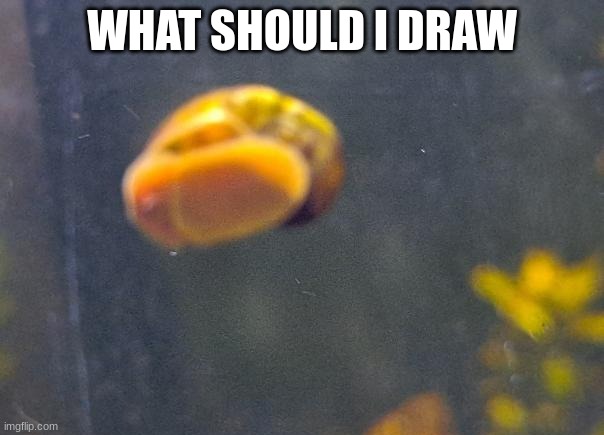 epic snail1!!11!11!!11 | WHAT SHOULD I DRAW | image tagged in epic snail1 11 11 11 | made w/ Imgflip meme maker