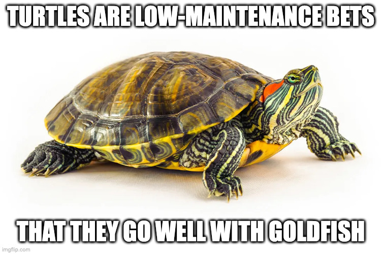 Turtle | TURTLES ARE LOW-MAINTENANCE BETS; THAT THEY GO WELL WITH GOLDFISH | image tagged in turtle,pets,memes | made w/ Imgflip meme maker