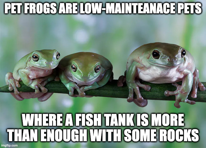 Pet Frogs | PET FROGS ARE LOW-MAINTEANACE PETS; WHERE A FISH TANK IS MORE THAN ENOUGH WITH SOME ROCKS | image tagged in pets,frog,memes | made w/ Imgflip meme maker