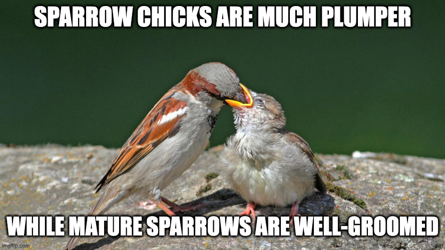 Sparrow Chicks | SPARROW CHICKS ARE MUCH PLUMPER; WHILE MATURE SPARROWS ARE WELL-GROOMED | image tagged in sparrow,birds,memes | made w/ Imgflip meme maker