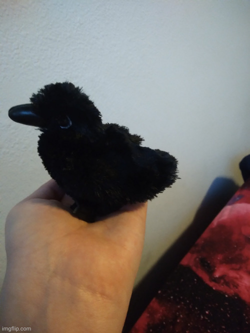 no text just raven plushie | image tagged in moolu's raven plushie | made w/ Imgflip meme maker