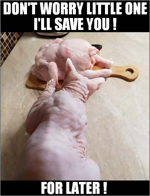 A Cat Rescue ? | DON'T WORRY LITTLE ONE
I'LL SAVE YOU ! FOR LATER ! | image tagged in cats,hairless,chicken,saving for later | made w/ Imgflip meme maker