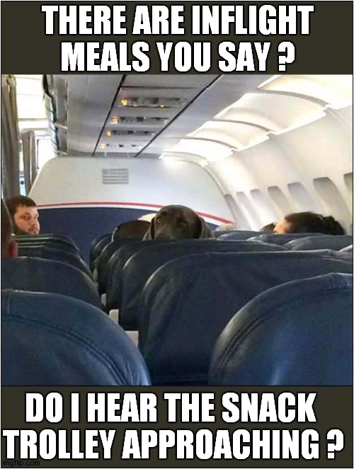This Greedy Labrador Loves Flying ! | THERE ARE INFLIGHT MEALS YOU SAY ? DO I HEAR THE SNACK 
TROLLEY APPROACHING ? | image tagged in dogs,flying,inflight meals,snacks | made w/ Imgflip meme maker