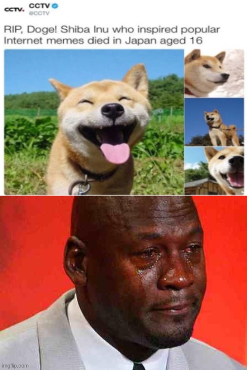 image tagged in crying michael jordan,doge died,doge,help his soul,he is good boi | made w/ Imgflip meme maker