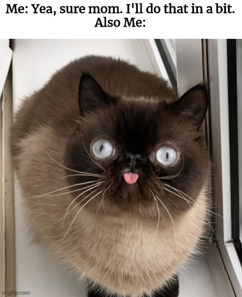 I mean, I do get easily distracted by a lot of things...I'm probably distracted again lol | Me: Yea, sure mom. I'll do that in a bit.
Also Me: | image tagged in bleps the cat | made w/ Imgflip meme maker
