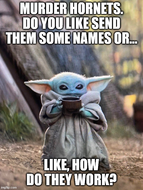 good question | MURDER HORNETS. DO YOU LIKE SEND THEM SOME NAMES OR... LIKE, HOW DO THEY WORK? | image tagged in baby yoda tea,murder hornets | made w/ Imgflip meme maker