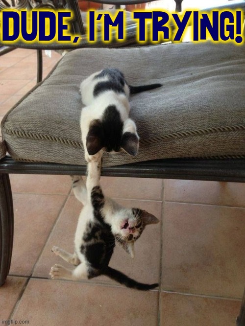 He ain't heavy; he's me brother! | DUDE, I'M TRYING! | image tagged in vince vance,cats,a helping hand,kittens,funny cat memes,meow | made w/ Imgflip meme maker