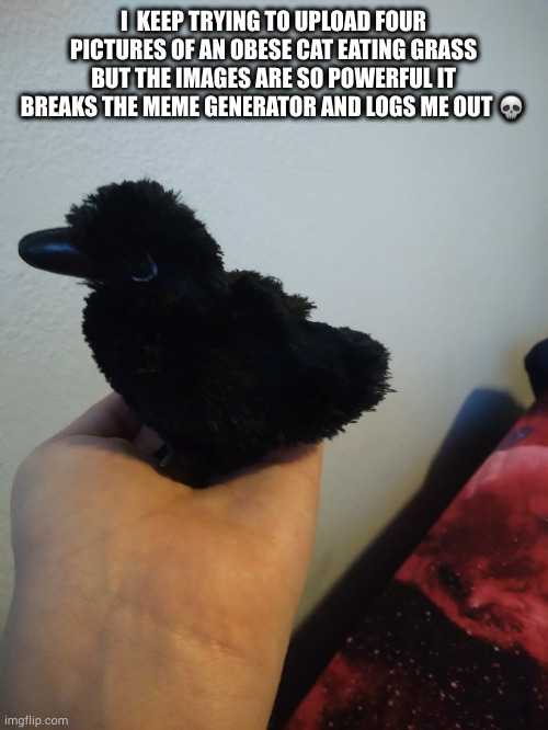 w h y | I  KEEP TRYING TO UPLOAD FOUR PICTURES OF AN OBESE CAT EATING GRASS BUT THE IMAGES ARE SO POWERFUL IT BREAKS THE MEME GENERATOR AND LOGS ME OUT 💀 | image tagged in moolu's raven plushie | made w/ Imgflip meme maker
