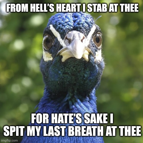 Angry peacock quoting Moby Dick |  FROM HELL’S HEART I STAB AT THEE; FOR HATE’S SAKE I SPIT MY LAST BREATH AT THEE | image tagged in peacock,angry,mad,quote | made w/ Imgflip meme maker