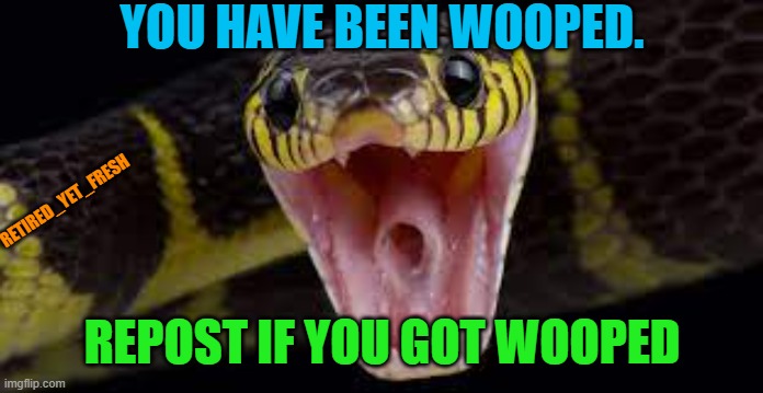 you got wooped | YOU HAVE BEEN WOOPED. RETIRED_YET_FRESH; REPOST IF YOU GOT WOOPED | image tagged in funny,funny memes,snake,front page,youve been wooped,cheese | made w/ Imgflip meme maker