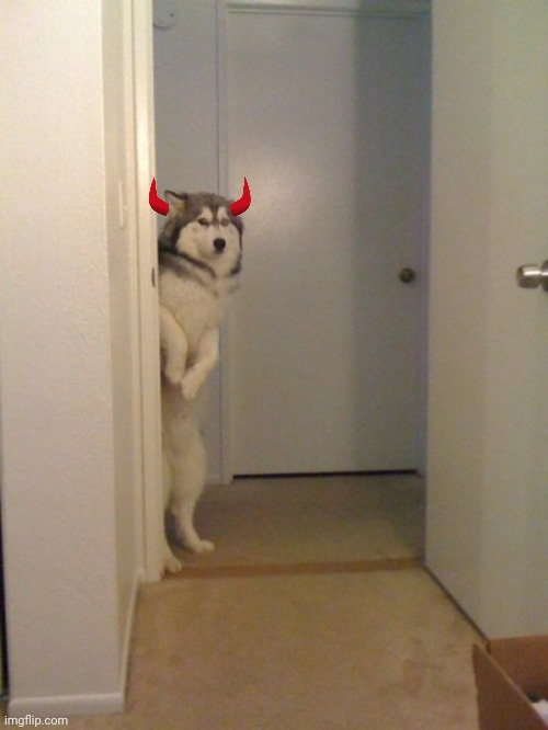 Scared standing dog | image tagged in scared standing dog | made w/ Imgflip meme maker