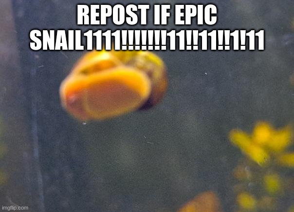 epic snail1!!11!11!!11 | REPOST IF EPIC SNAIL1111!!!!!!!11!!11!!1!11 | image tagged in epic snail1 11 11 11 | made w/ Imgflip meme maker