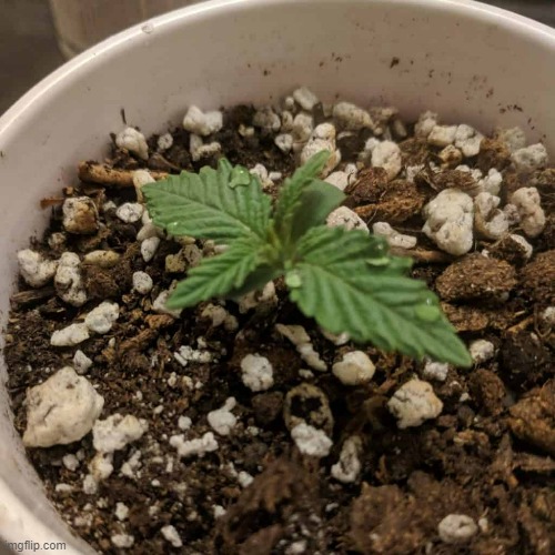 heres a picture of my little brother | made w/ Imgflip meme maker