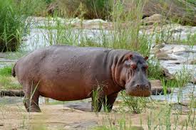 Hippo Blank Meme Template