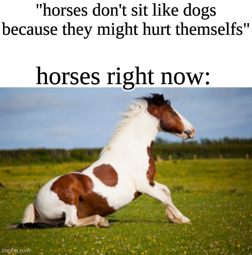 horse meme i made | "horses don't sit like dogs because they might hurt themselfs"; horses right now: | image tagged in blank white template,horses,sitting,memes | made w/ Imgflip meme maker