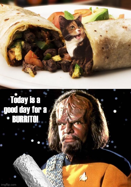 Cat burrito photoshop | image tagged in worf burrito,cat,burrito,burritos,photoshop,memes | made w/ Imgflip meme maker