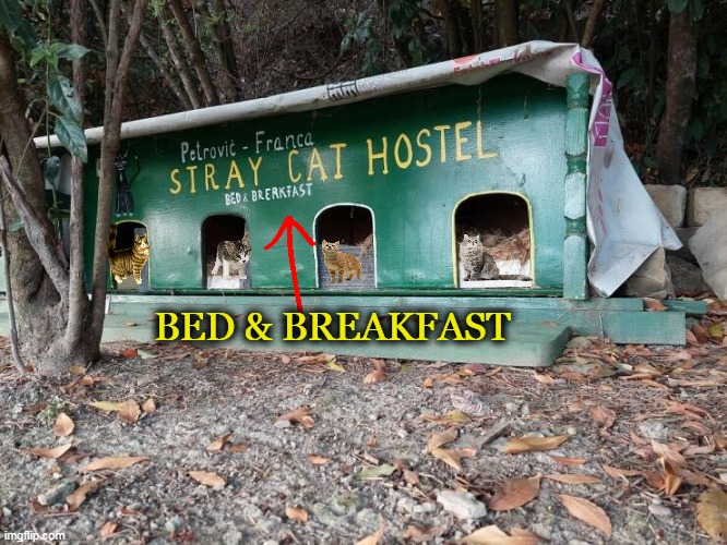 Good People w/ a Sense of Humor | BED & BREAKFAST | image tagged in fun,cats,bed and breakfast,hotel,cute animals,helpful | made w/ Imgflip meme maker