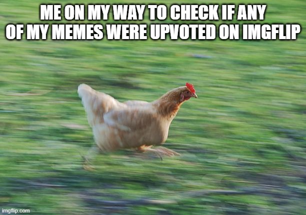 Fast Running Chicken | ME ON MY WAY TO CHECK IF ANY OF MY MEMES WERE UPVOTED ON IMGFLIP | image tagged in fast running chicken,memes,funny,imgflip,upvotes,me | made w/ Imgflip meme maker