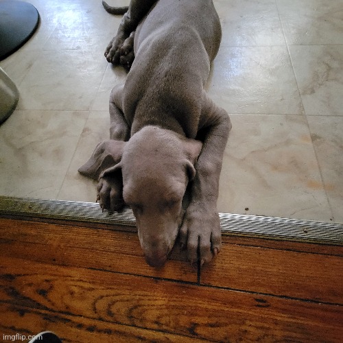 Dog. | made w/ Imgflip meme maker