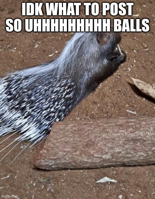 Quilliam the Porcupine | IDK WHAT TO POST SO UHHHHHHHHH BALLS | image tagged in quilliam the porcupine | made w/ Imgflip meme maker