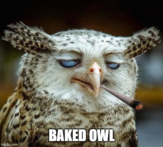 Baked Owl | BAKED OWL | image tagged in owl,baked owl,too high,high | made w/ Imgflip meme maker