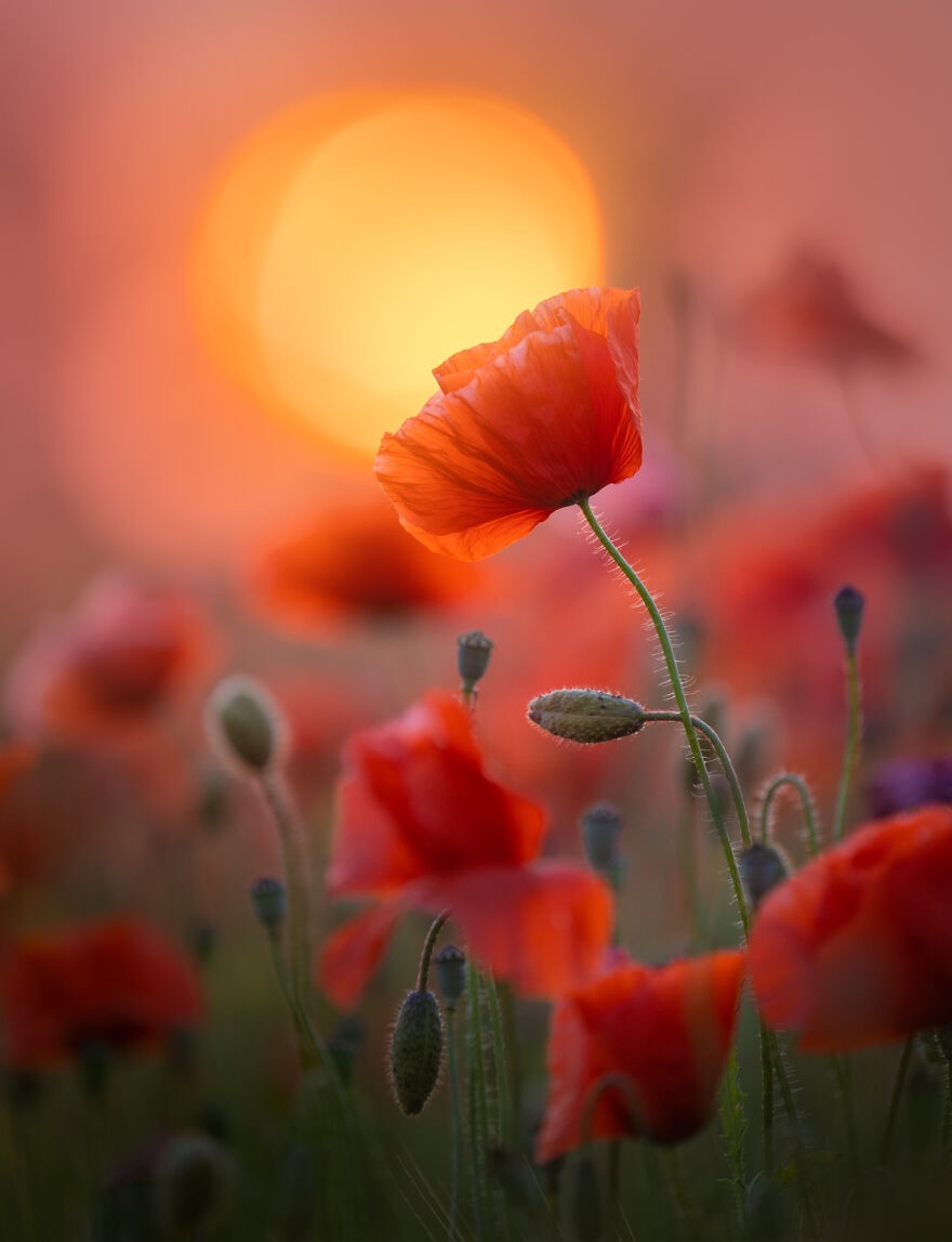 Netherland Poppies | image tagged in awesome,pics,photography | made w/ Imgflip meme maker