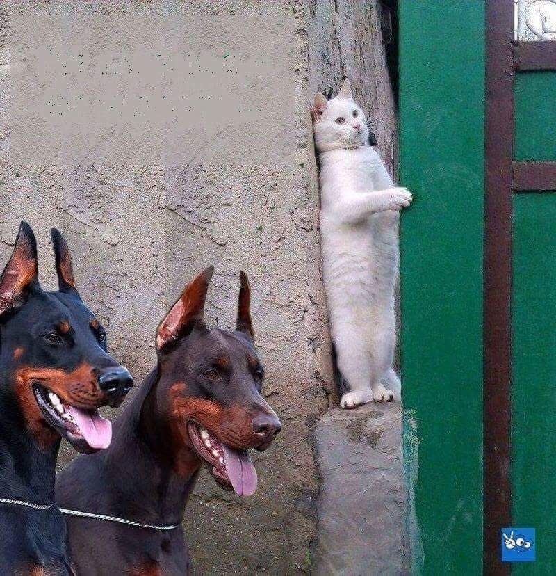 Cat Hiding from Dogs Blank Meme Template