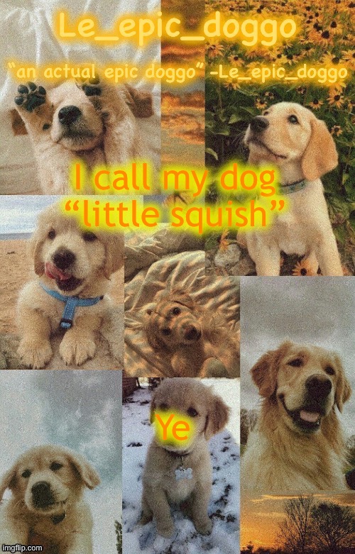 Doggo temp by doggo. Wait what that’s confusing | I call my dog “little squish”; Ye | image tagged in doggo temp by doggo wait what that s confusing | made w/ Imgflip meme maker