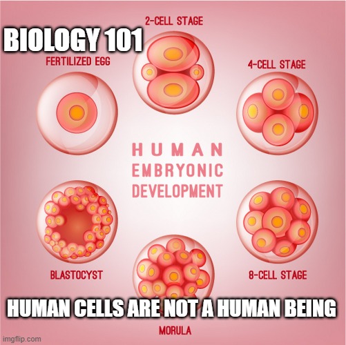 Biology 101 - a zygote is not a human being | BIOLOGY 101; HUMAN CELLS ARE NOT A HUMAN BEING | image tagged in human embryonic development,zygote,biology,republican,usa,supreme court | made w/ Imgflip meme maker