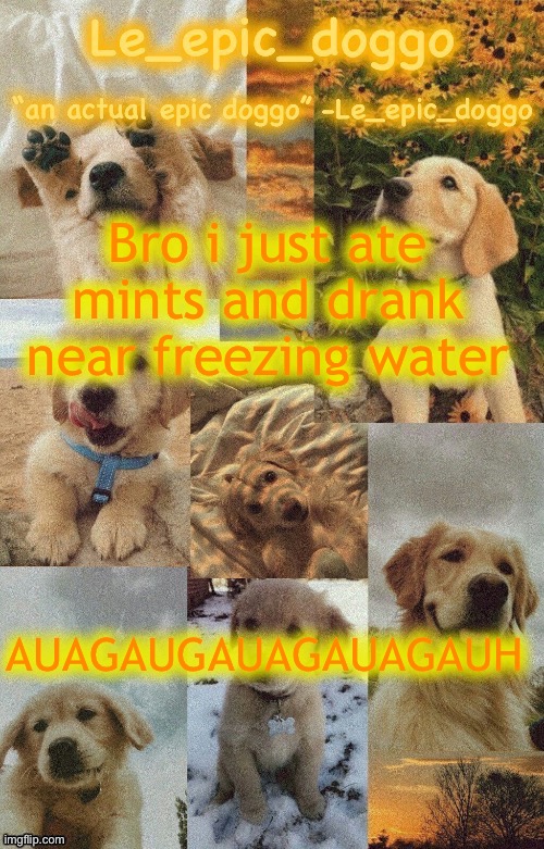 Doggo temp by doggo. Wait what that’s confusing | Bro i just ate mints and drank near freezing water; AUAGAUGAUAGAUAGAUH | image tagged in doggo temp by doggo wait what that s confusing | made w/ Imgflip meme maker
