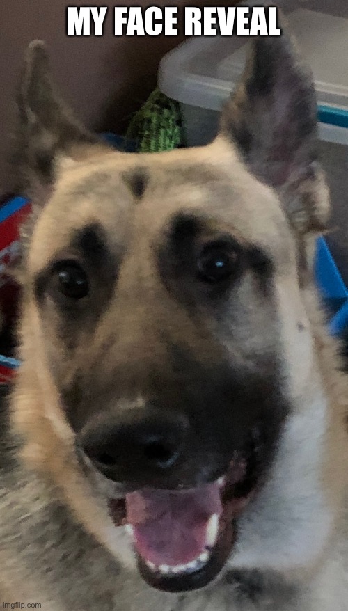 MY FACE REVEAL | made w/ Imgflip meme maker