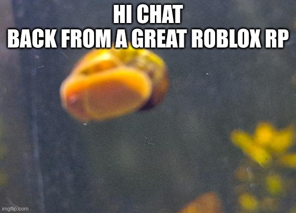 epic snail1!!11!11!!11 | HI CHAT
BACK FROM A GREAT ROBLOX RP | image tagged in epic snail1 11 11 11 | made w/ Imgflip meme maker