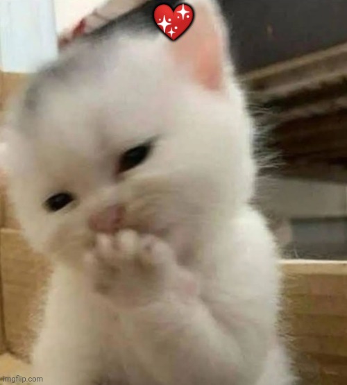 tee hee kitten | ? | image tagged in tee hee kitten | made w/ Imgflip meme maker