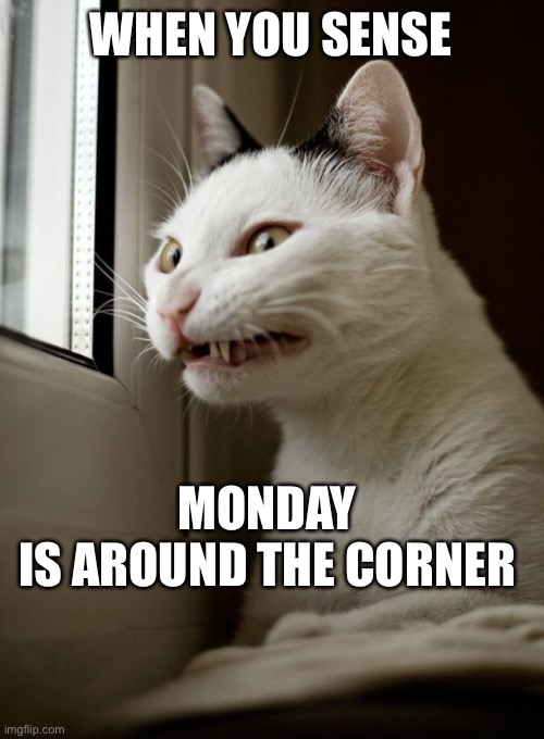 That waiting for Monday feeling |  WHEN YOU SENSE; MONDAY 
IS AROUND THE CORNER | image tagged in funny memes,funny cats,lol | made w/ Imgflip meme maker