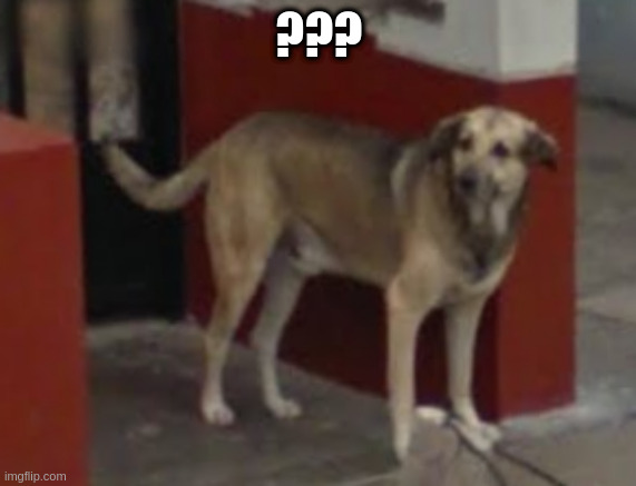 WTF Dog | ??? | image tagged in wtf dog | made w/ Imgflip meme maker