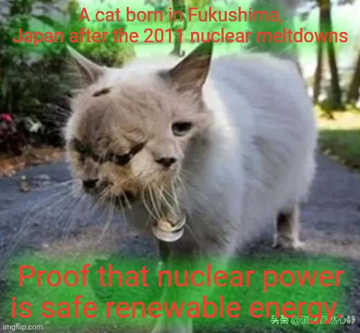 It's still pouring tons of radioactive water into the ocean every day |  A cat born in Fukushima, Japan after the 2011 nuclear meltdowns; Proof that nuclear power is safe renewable energy. | image tagged in fukushima,nuclear power,radioactive | made w/ Imgflip meme maker