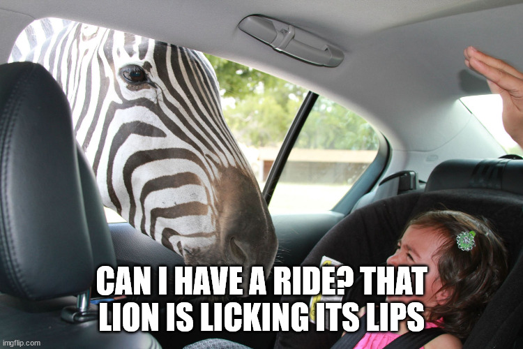 Zebra - Do you have a minute | CAN I HAVE A RIDE? THAT LION IS LICKING ITS LIPS | image tagged in zebra - do you have a minute | made w/ Imgflip meme maker