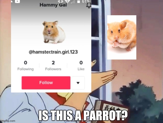 Little girl thinks hamster is parrot | IS THIS A PARROT? | image tagged in anime butterfly meme | made w/ Imgflip meme maker