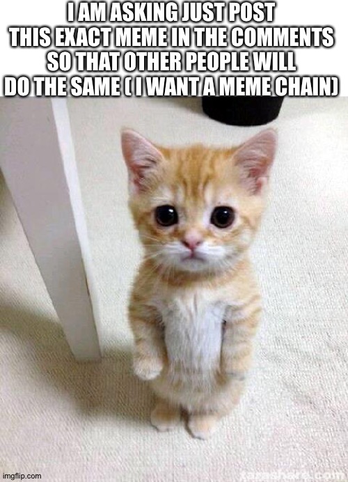 Cute Cat | I AM ASKING JUST POST THIS EXACT MEME IN THE COMMENTS SO THAT OTHER PEOPLE WILL DO THE SAME ( I WANT A MEME CHAIN) | image tagged in memes,cute cat | made w/ Imgflip meme maker