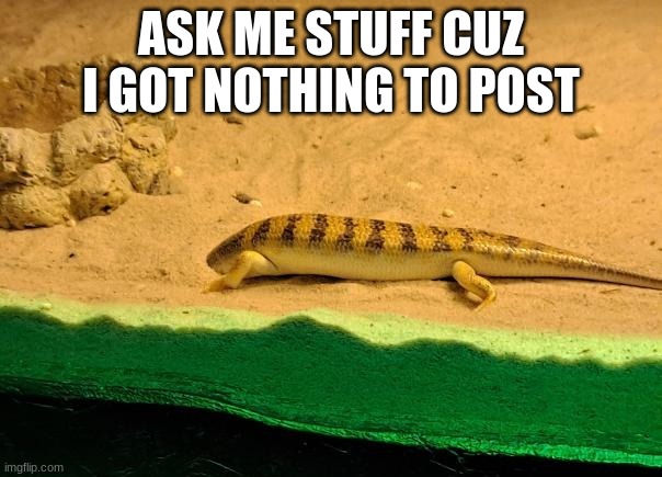 Sandfish Skink burying it's head in the sand | ASK ME STUFF CUZ I GOT NOTHING TO POST | image tagged in sandfish skink burying it's head in the sand | made w/ Imgflip meme maker