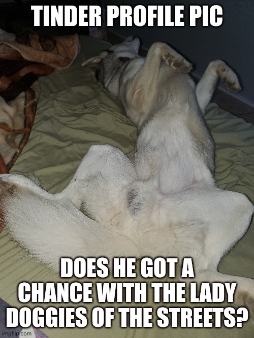 TINDER PROFILE PIC; DOES HE GOT A CHANCE WITH THE LADY DOGGIES OF THE STREETS? | image tagged in husky,doggos of the streets,my dog is better than your dog lol | made w/ Imgflip meme maker