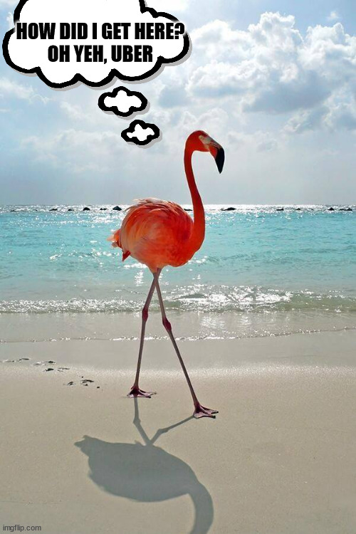 Pink Flamingo | HOW DID I GET HERE?
OH YEH, UBER | image tagged in pink flamingo | made w/ Imgflip meme maker