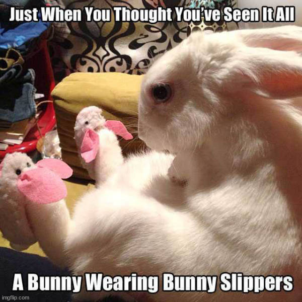 image tagged in bunnies | made w/ Imgflip meme maker