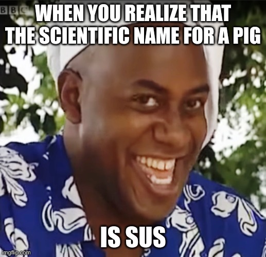 If you don't believe me, search it up. | WHEN YOU REALIZE THAT THE SCIENTIFIC NAME FOR A PIG; IS SUS | image tagged in hehe boi,sus | made w/ Imgflip meme maker