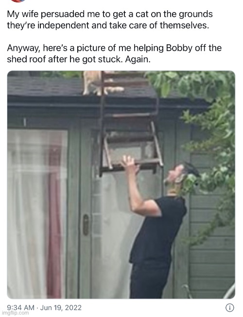 More tweets | made w/ Imgflip meme maker