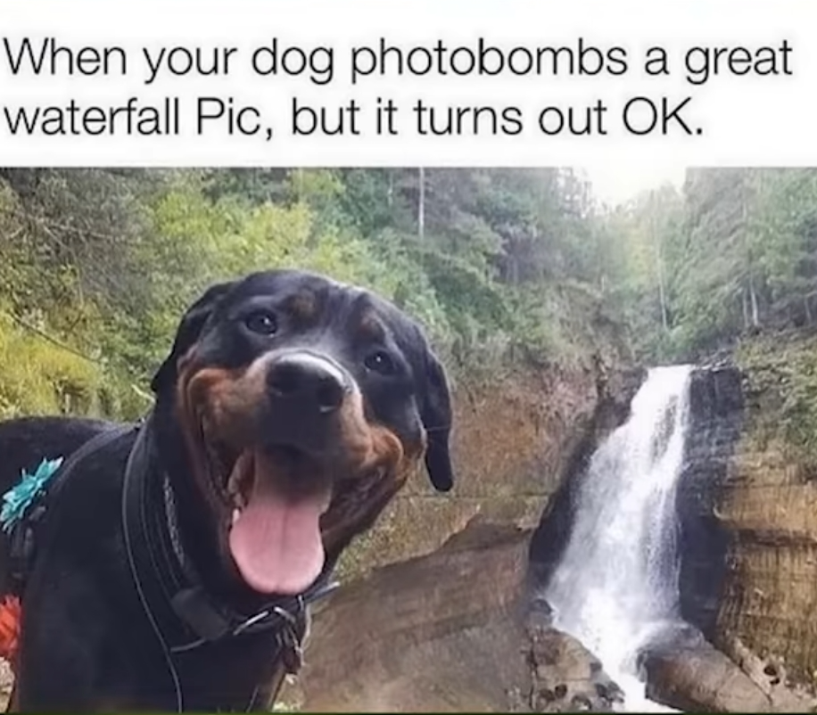 Dog photo bombs waterfall pic. Blank Meme Template
